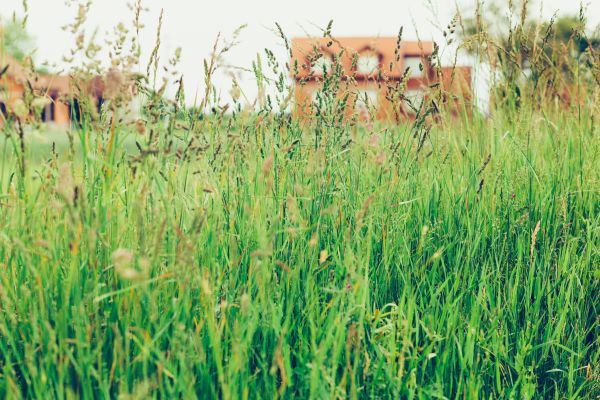 Tall Grass Cutting in Middleburg